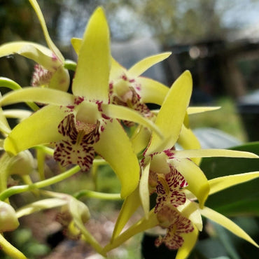 Close-up of yellow orchids with green leaves on a smartphone screen.