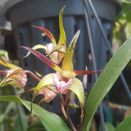Close-up of a orchid plant with green leaves and a blurred background