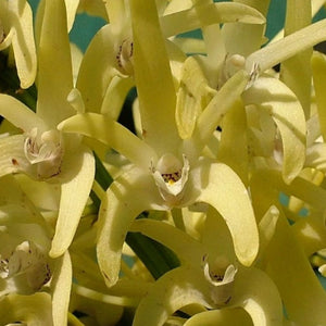 Product listing for D. speciosum var. curvicaule with images and text on a smartphone screen.