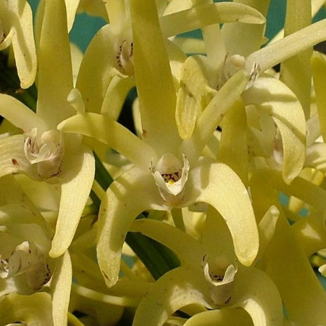 Product listing for D. speciosum var. curvicaule with images and text on a smartphone screen.