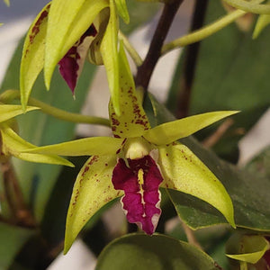 Close-up of a vibrant orchid with green leaves and purple flowers.