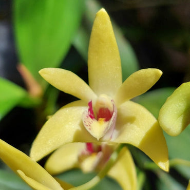 Close-up of yellow orchids with green leaves in the background