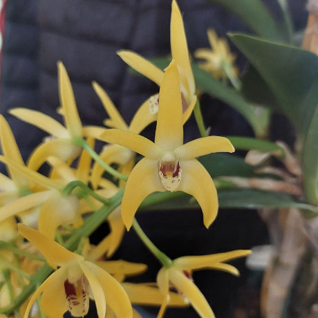 Yellow orchid flowers with green leaves and stems, shown in a close-up view.