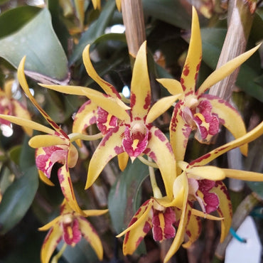 Yellow and burgundy Baphia clystophora orchids blooming in a potted plant, shown with green leaves and stems.