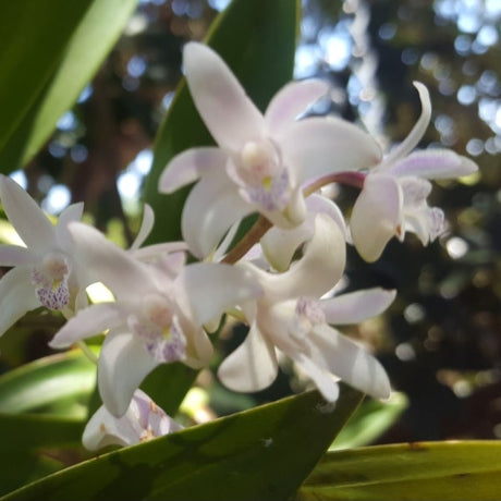 A close-up photograph of small white flowers with green leaves in a natural outdoor setting, framed by a large light gray border.