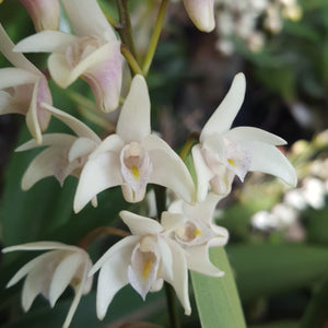 White Dendrobium orchid flowers with pale pink tips and yellow centers, growing on a green stem with long green leaves, photographed in a garden setting.