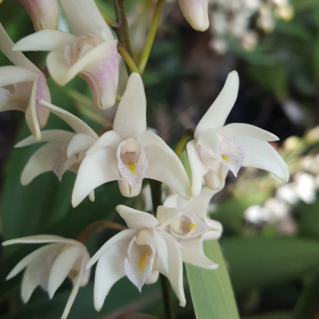 White Dendrobium orchid flowers with pale pink tips and yellow centers, growing on a green stem with long green leaves, photographed in a garden setting.