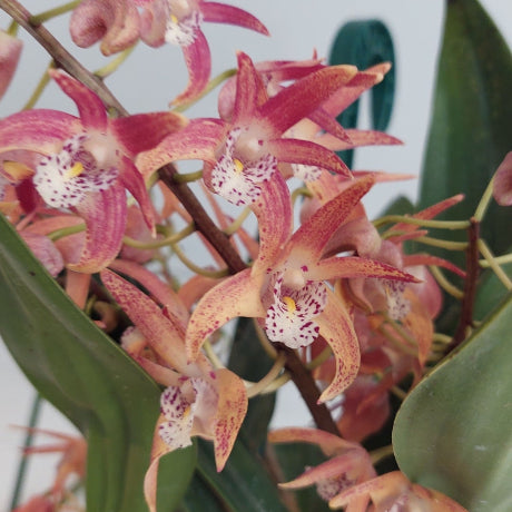 Pink and orange spider orchids with spotted labellums and green leaves, shown in a close-up shot.