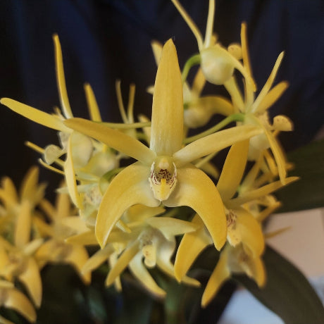 Dendrobium Cosmic Gold 80mm Advanced Orchid Seedling 80mm #6