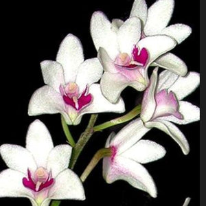 Orchid