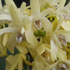 A close-up of pale yellow orchid flowers with green leaves in the background, shown within a phone app screenshot.