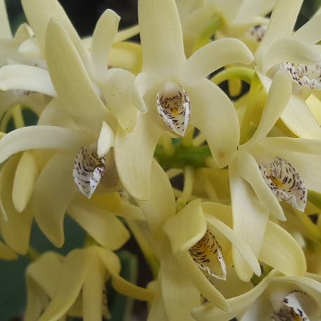 A close-up of pale yellow orchid flowers with green leaves in the background, shown within a phone app screenshot.