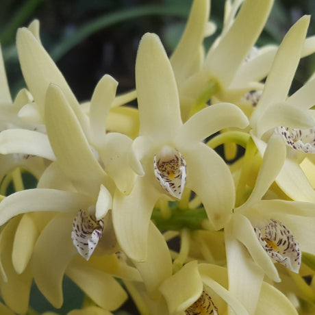 A close-up of pale yellow orchid flowers with green leaves in the background, shown within a phone app screenshot.