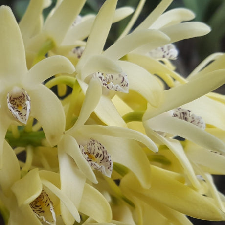 A close-up of pale yellow orchid flowers with white and yellow centers, photographed against a dark green and black background.