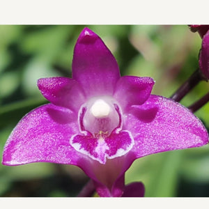 Dendrobium Kingianum