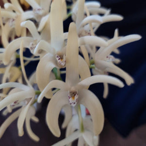 A close-up of a cluster of pale cream-colored spider lilies with delicate, slender petals and prominent central lip structures, set against a dark background.