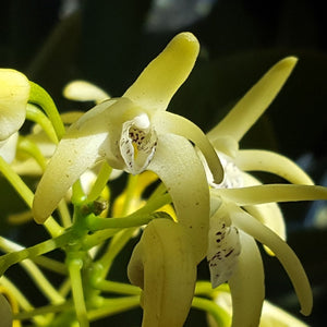 A close-up photograph of pale yellow orchid flowers with green stems against a dark, shadowed background.