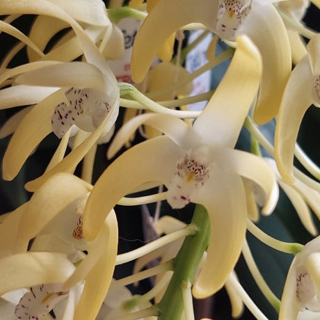 Close-up of pale yellow orchid flowers with white centers and small reddish markings, growing in a dense cluster.