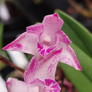 Pink and white spotted Phalaenopsis orchid flowers with green leaves, shown in a close-up natural setting.