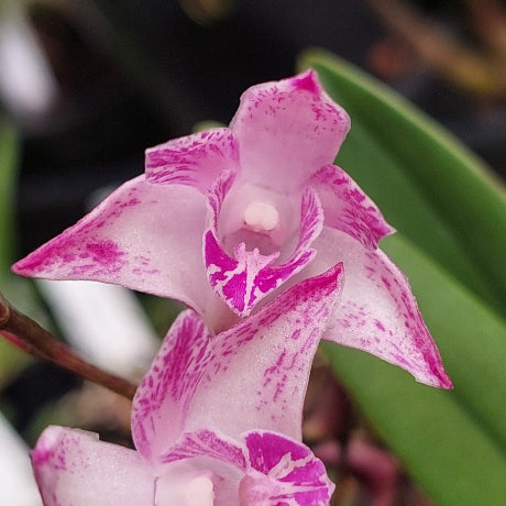 Pink and white spotted Phalaenopsis orchid flowers with green leaves, shown in a close-up natural setting.