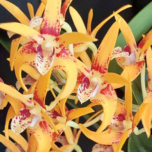 Close-up of a cluster of yellow-orange orchids with red and white markings, set against a dark background with green leaves visible behind.