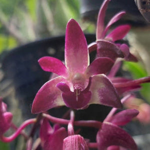 A close-up of a blooming pinkish-purple orchid flower with multiple petals and buds, photographed in a greenhouse or nursery setting with blurred plants and pots in the background.