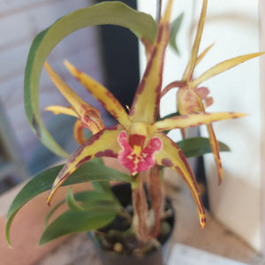 A potted spider orchid with long yellow-brown petals and a prominent pink center, shown in a small black nursery pot on a tabletop.