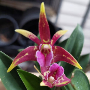 A close-up of a pink and yellow spider orchid flower with green leaves, shown against a softly blurred indoor background.