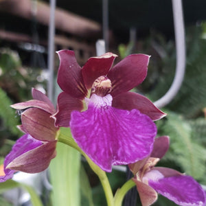 A close-up of a purple and magenta orchid flower with green leaves, photographed in a real indoor environment with hanging wires and a wooden ceiling visible in the background.
