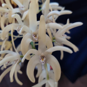 A close-up of a cluster of pale cream-colored spider lilies with delicate, slender petals and prominent central lip structures, set against a dark background.