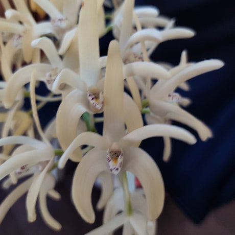 A close-up of a cluster of pale cream-colored spider lilies with delicate, slender petals and prominent central lip structures, set against a dark background.