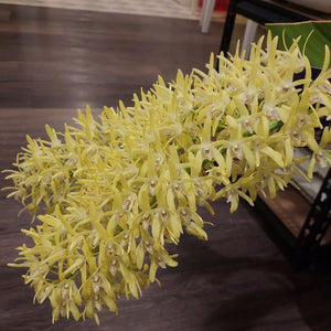 A yellow artificial flower stem with many small blossoms, photographed indoors on a dark wood floor next to a black stand.