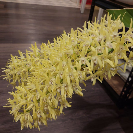 A yellow artificial flower stem with many small blossoms, photographed indoors on a dark wood floor next to a black stand.