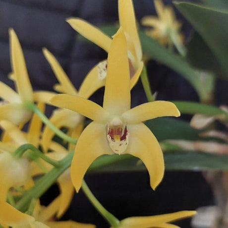 Yellow orchid flowers with green leaves and stems, shown in a close-up view.