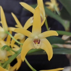 Yellow orchid flowers with green leaves and stems, shown in a close-up view.