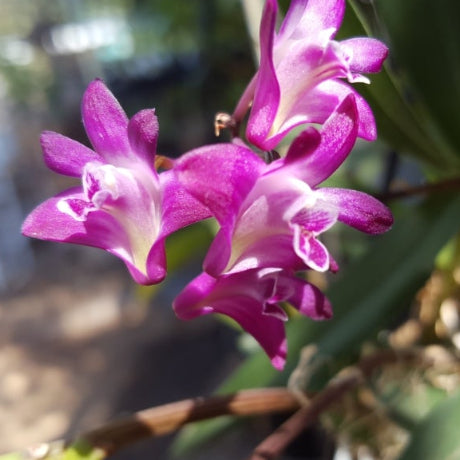 A close-up photograph of a purple orchid flower with green leaves, shown within a smartphone screenshot on a light gray background.