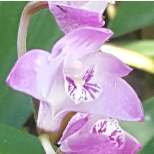 A close-up photograph of a purple orchid flower with green leaves in a natural outdoor setting, shown within a mobile browser or app screenshot with blank borders.