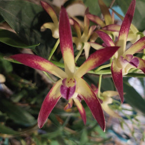 A close-up of a potted Dendrobium orchid plant with green leaves and pale stems, growing in a black plastic pot filled with bark and small stones.