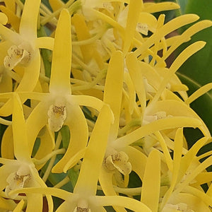  Den. Australian Startburst 'Uluru Orange' 