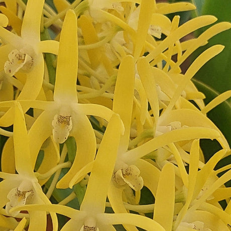  Den. Australian Startburst 'Uluru Orange' 