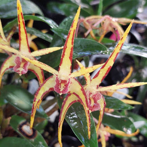 A close-up of a potted green orchid plant with broad glossy leaves, growing in a black plastic pot filled with bark, small white stones, and a few brown dried buds.