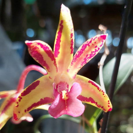 A close-up of a potted green orchid plant with broad glossy leaves, growing in a black plastic pot filled with bark, small white stones, and a few brown dried buds.