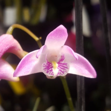 A close-up of a potted green orchid plant with broad glossy leaves, growing in a black plastic pot filled with bark, small white stones, and a few brown dried buds.