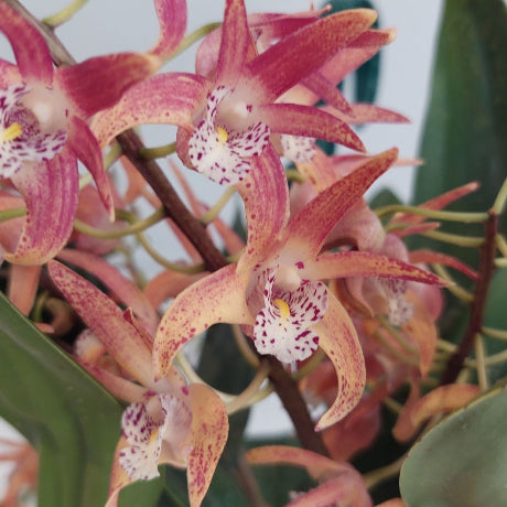 A close-up of a flowering orchid with pinkish-red petals, speckled pale centers, and green leaves against a light neutral background.