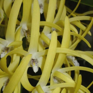 Orchid in black pot