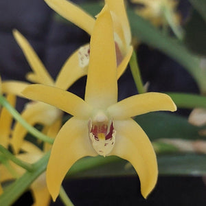 Yellow Dendrobium orchid flowers with green stems and leaves, shown in a close-up view.