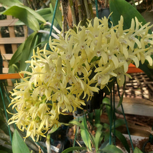 yellow orchid flower
