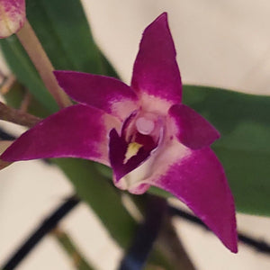 purple orchid flower