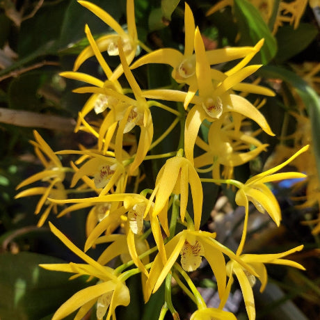 Dendrobium Bill Dobson 200mm Orchid Division