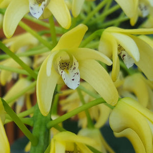 Big orchid in black pot